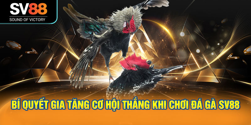 Đá gà SV88 phát sóng trực tiếp các trận đấu Thomo, cựa dao, cựa sắt 3 Bí quyết gia tăng cơ hội thắng khi chơi đá gà SV88