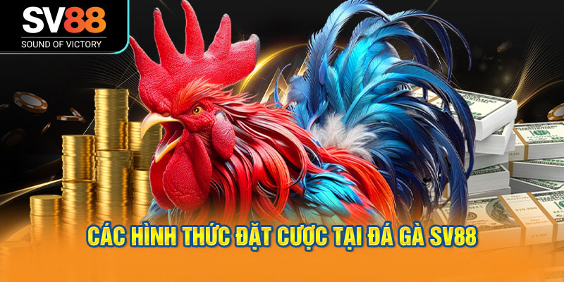 Đá gà SV88 phát sóng trực tiếp các trận đấu Thomo, cựa dao, cựa sắt 2 Các hình thức đặt cược tại đá gà SV88