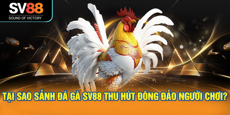 Đá gà SV88 phát sóng trực tiếp các trận đấu Thomo, cựa dao, cựa sắt 1 Tại sao sảnh đá gà SV88 thu hút đông đảo người chơi?
