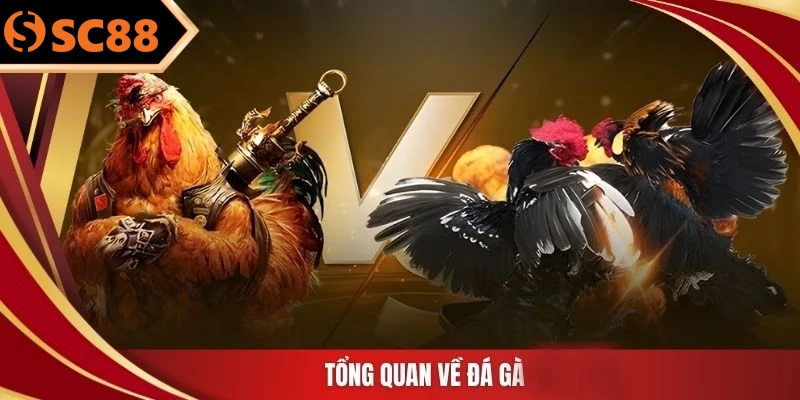Tổng quan về đá gà SC88