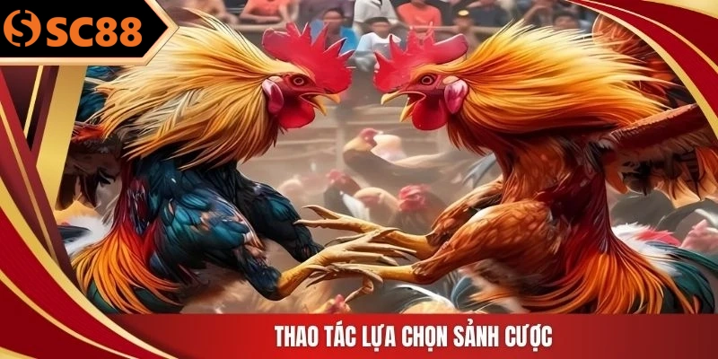 Thao tác lựa chọn sảnh cược
