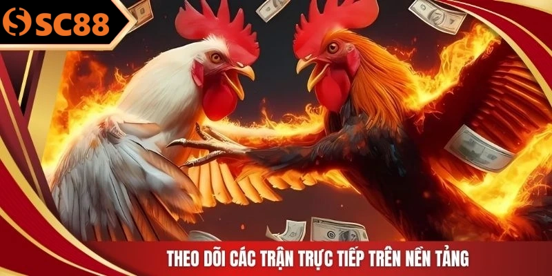 Theo dõi các trận trực tiếp trên nền tảng