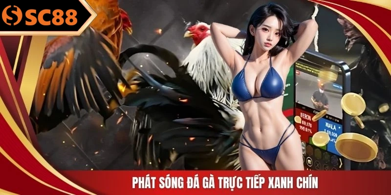 Phát sóng đá gà trực tiếp xanh chín
